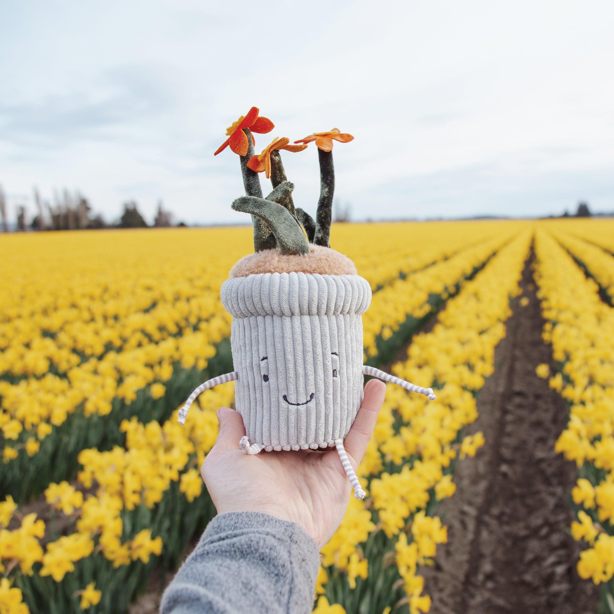 RETIRED - Window Silly- Daffodily、mySite、g9winljtr