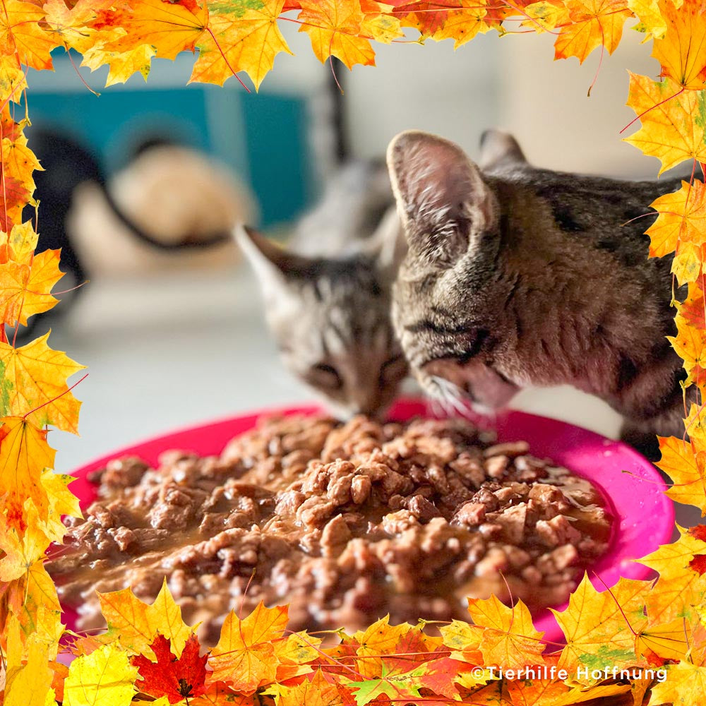 Thanksgiving Pet Food Drive | Help Feed 1 Million Shelter Pets、mySite、camillekostekn