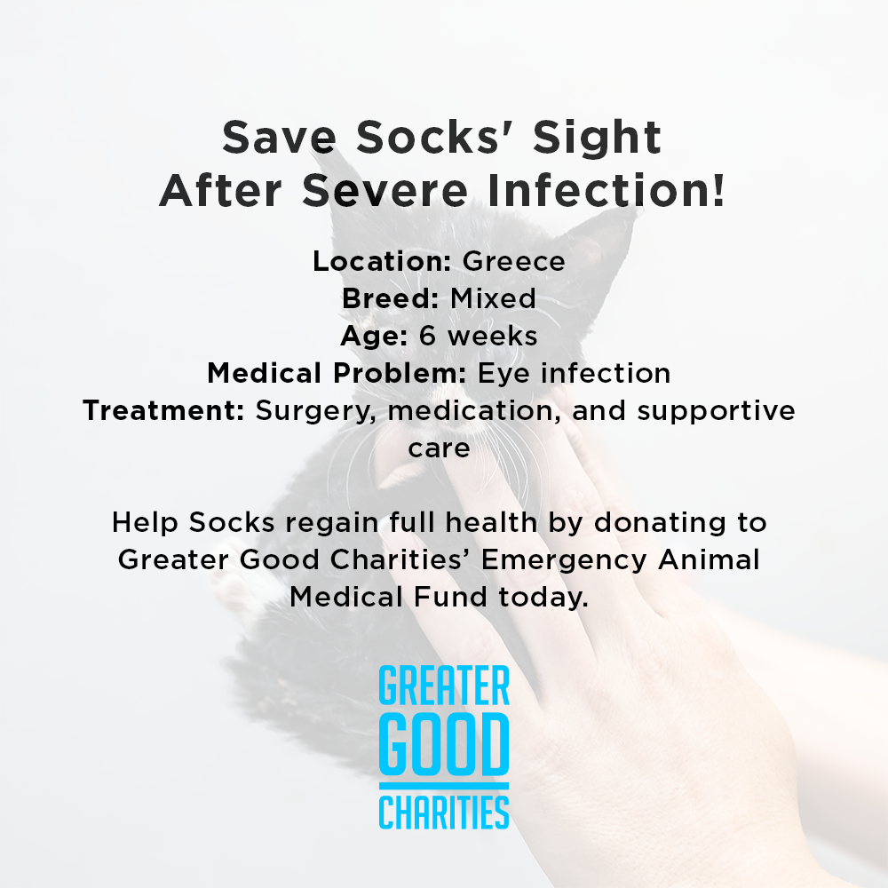 Funded: Save Socks' Sight After Severe Infection、mySite、camillekostekn