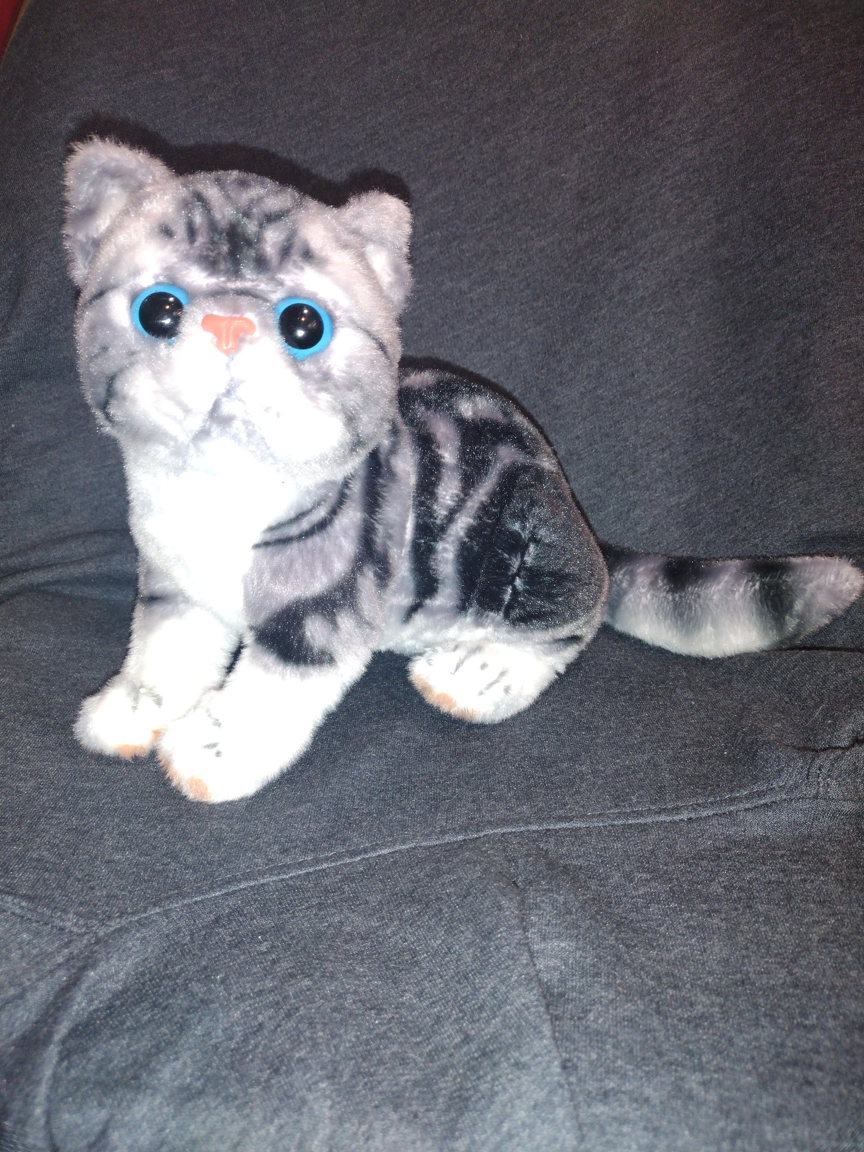Grey Tabby and Calico Exotic Short Hair Plush Cats、mySite、g9winljtr