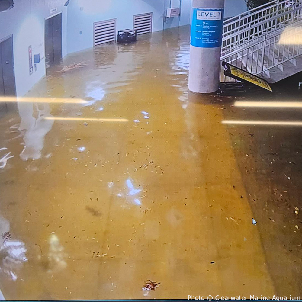 GivingTuesday: Help Save Rehabilitated Manatees、mySite、camillekostekn