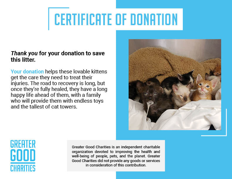 Funded - Save the Lives of Abandoned Litter of Kittens、mySite、camillekostekn