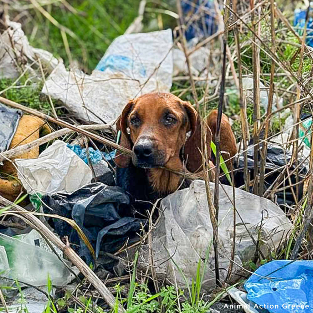 Funded: Help Sick Dog Found Barely Surviving in Pile of Garbage、mySite、camillekostekn