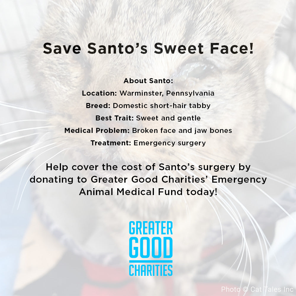 Funded - Save Santo's Sweet Face、mySite、camillekostekn