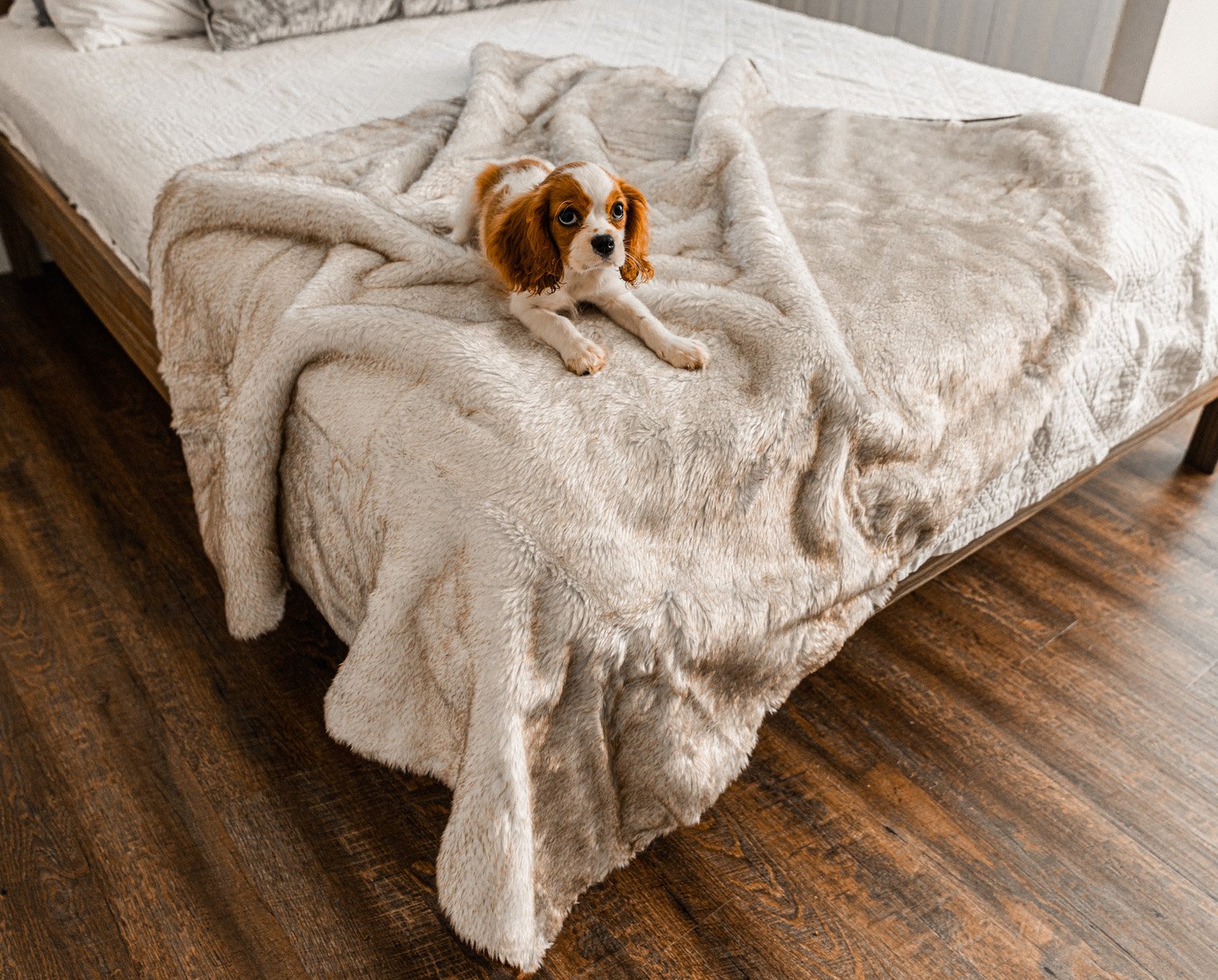 Paw.com x BarkBox PupProtector™ Short Fur Waterproof Throw Blanket - White with Brown Accents、mySite、solidvoid