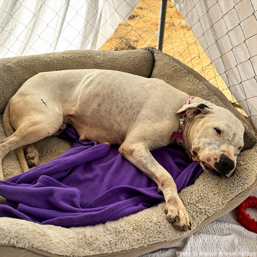 Send a Care Package to a Shelter Pet this Holiday Season、mySite、camillekostekn