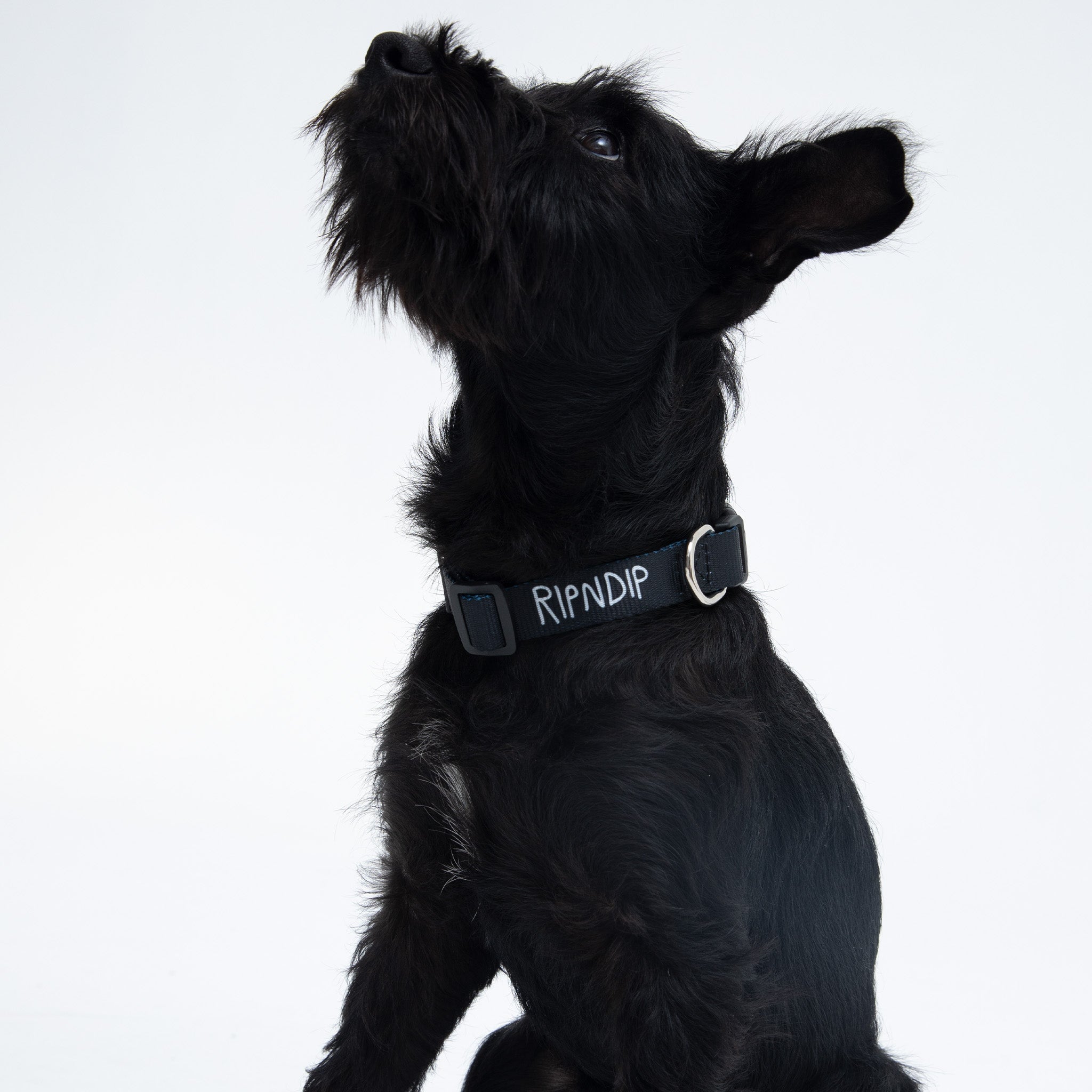  Peek A Nerm Web Belt Pet Collar (Black)、mySite、merchandisen