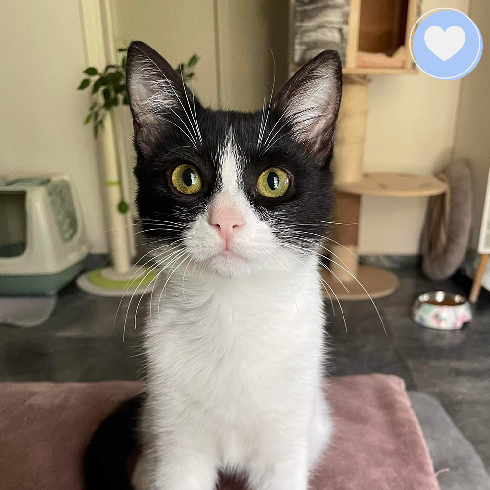 Funded: Help Juno Recover After Life-Threatening Hernia、mySite、camillekostekn