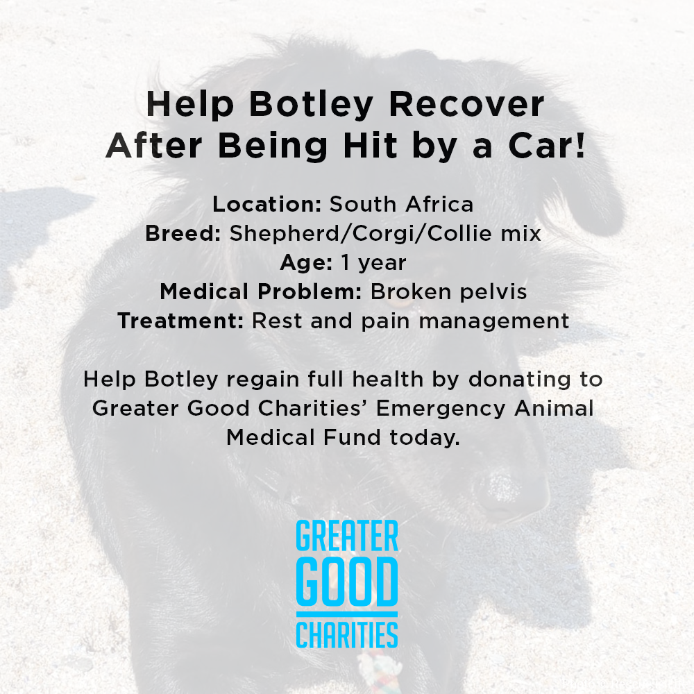 Funded: Help Botley Recover After Being Hit by a Car、mySite、camillekostekn