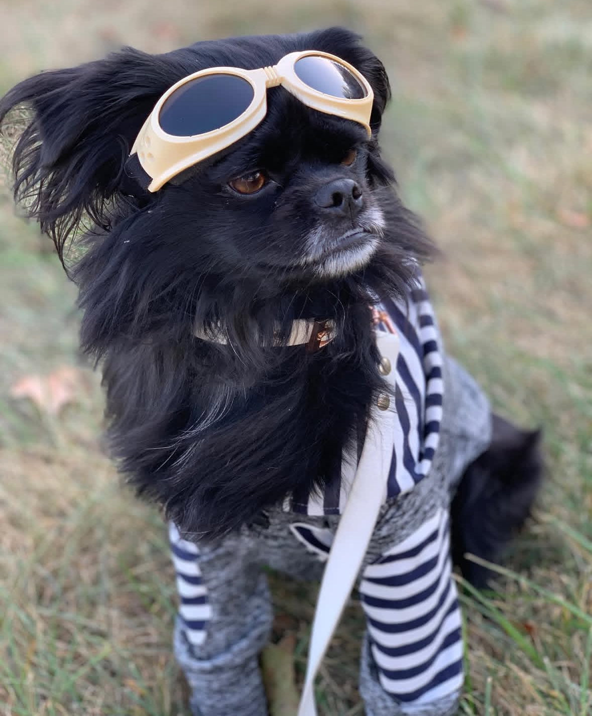  Pet Dog Stickers、mySite、ghnorth