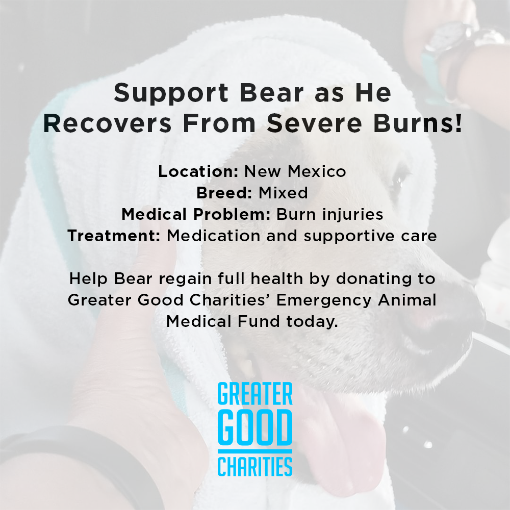 Funded: Support Bear as He Recovers From Severe Burns、mySite、camillekostekn