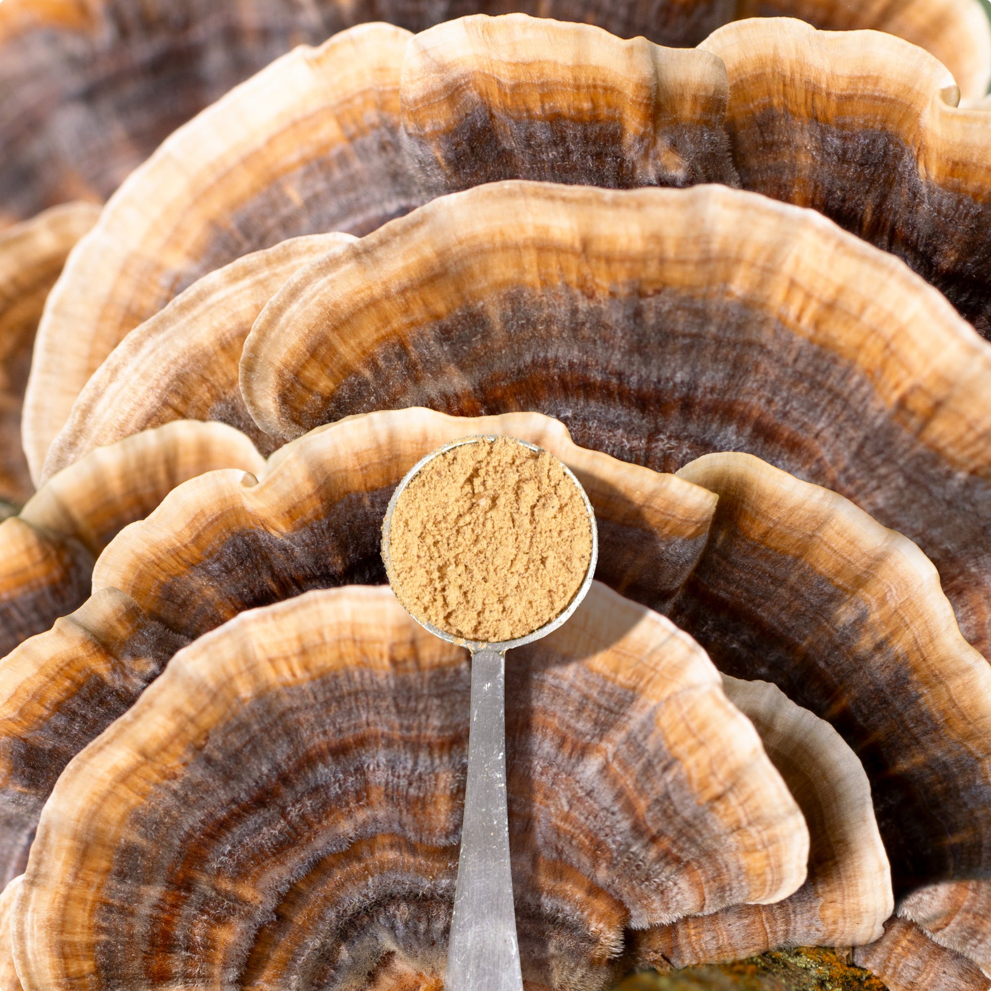 Organic Turkey Tail Mushroom Powder、mySite、gigharbornorthrealestate