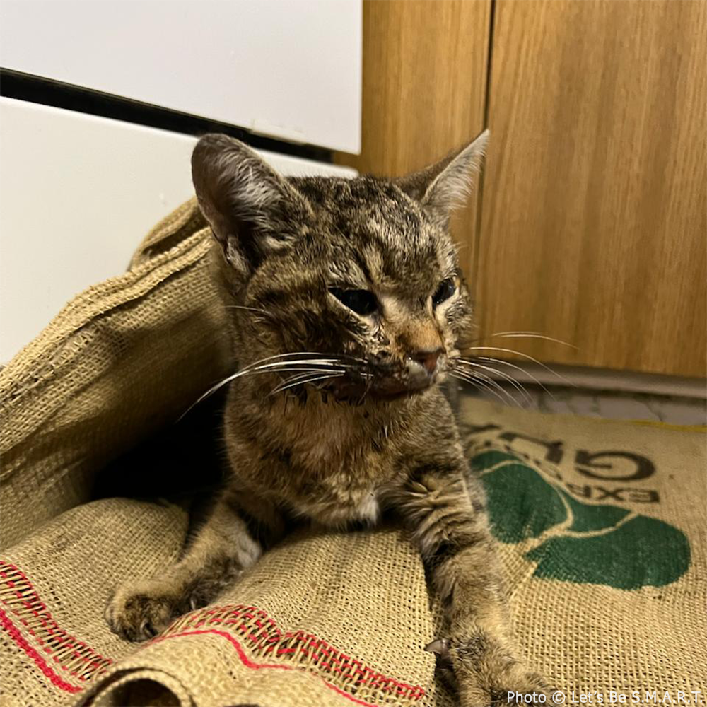 Funded: Help Bring Back Noel’s Smile、mySite、camillekostekn