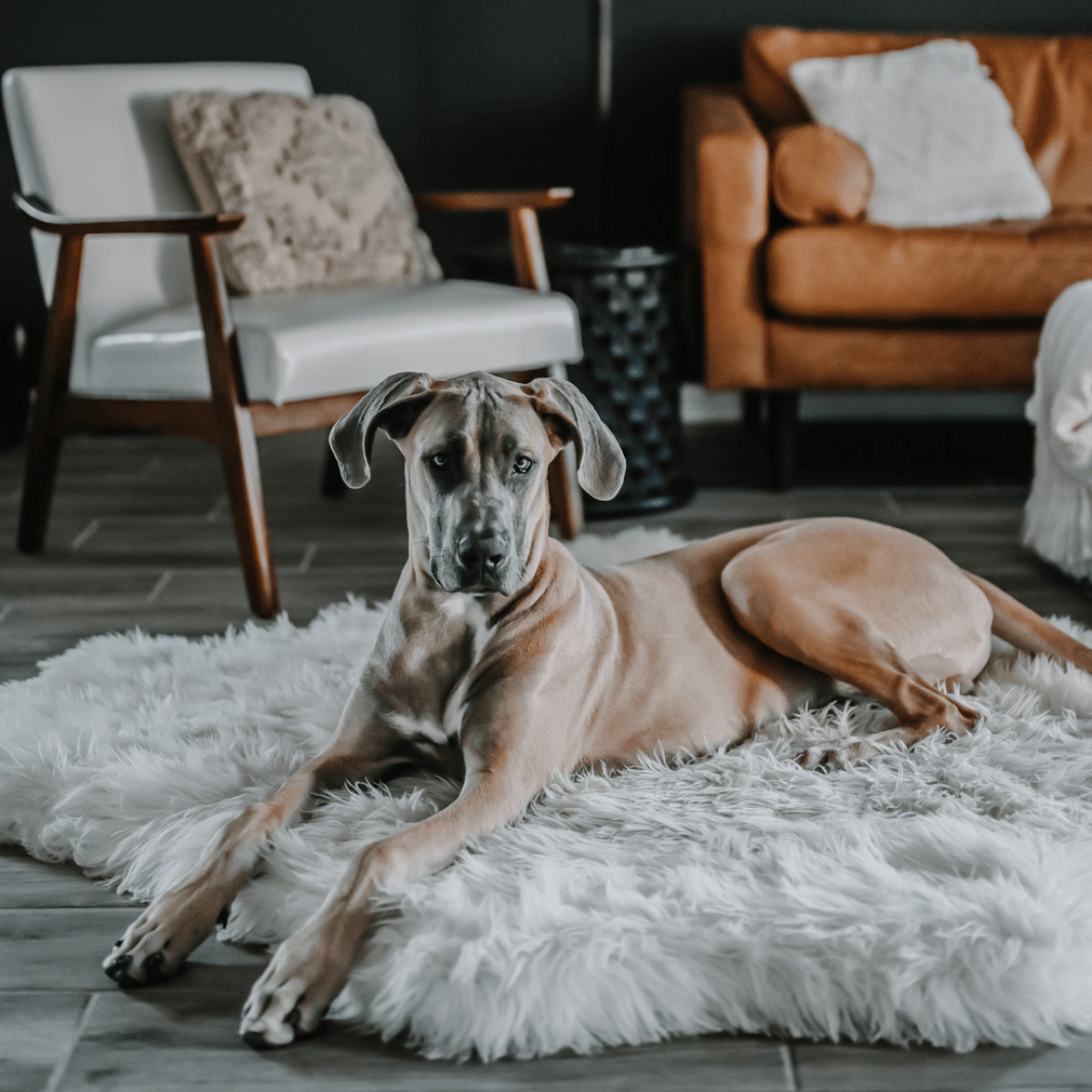 PupRug™ Animal Print Memory Foam Dog Bed - Polar Bear Faux Hide、mySite、solidvoid