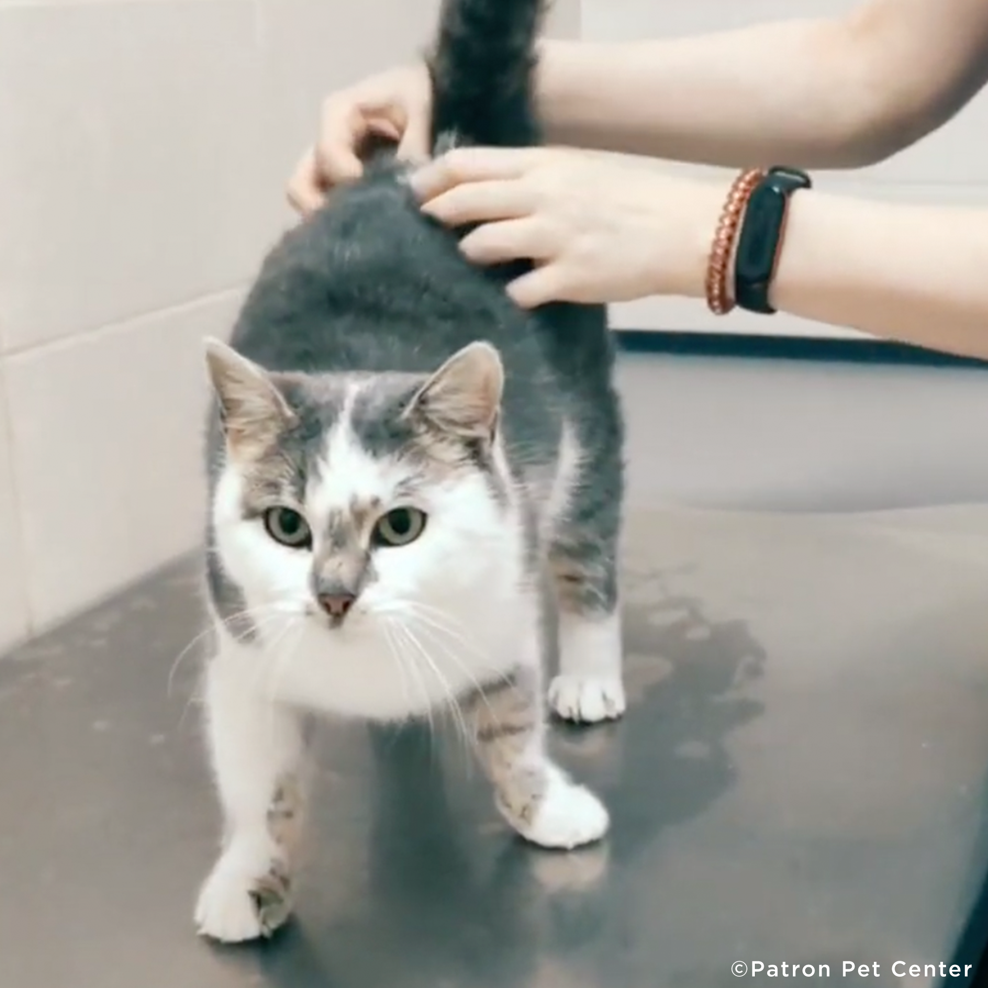 Funded: Starving Cat Rescued from Destroyed Village Needs Emergency Care、mySite、camillekostekn