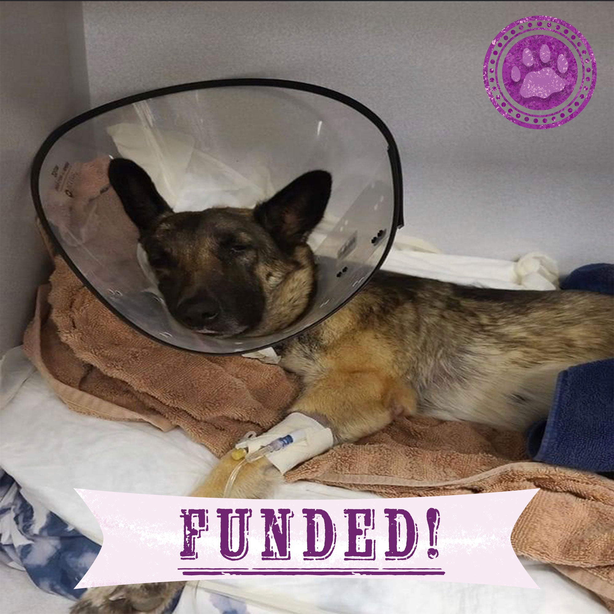 Funded - Save Turkey's Spine、mySite、camillekostekn