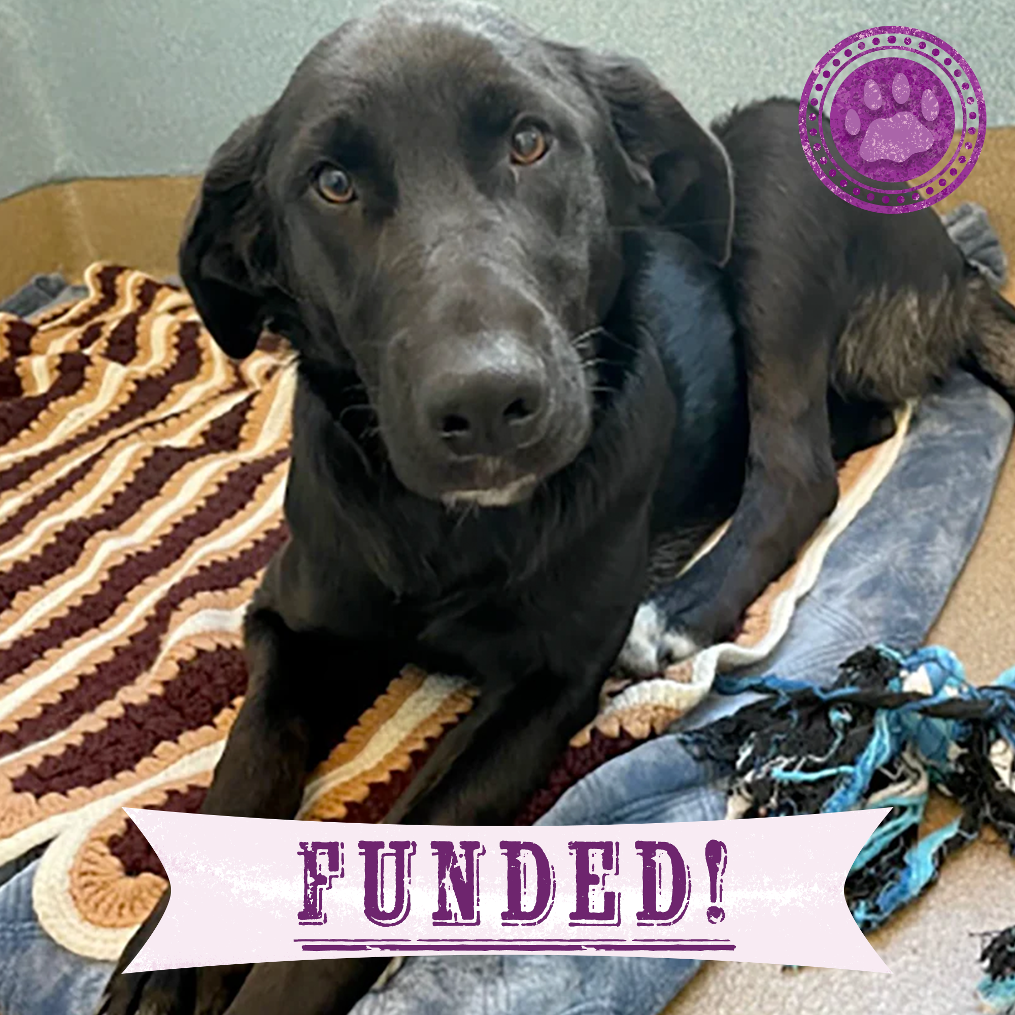 Funded: Help Alley Walk With Ease、mySite、camillekostekn