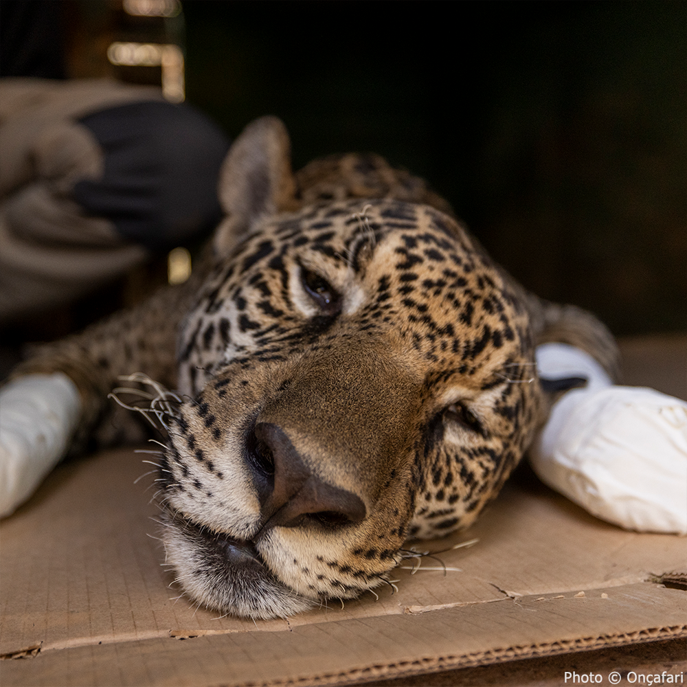 Endangered Jaguars Burned in Horrific Wildfires Need Your Help this Holiday Season、mySite、camillekostekn