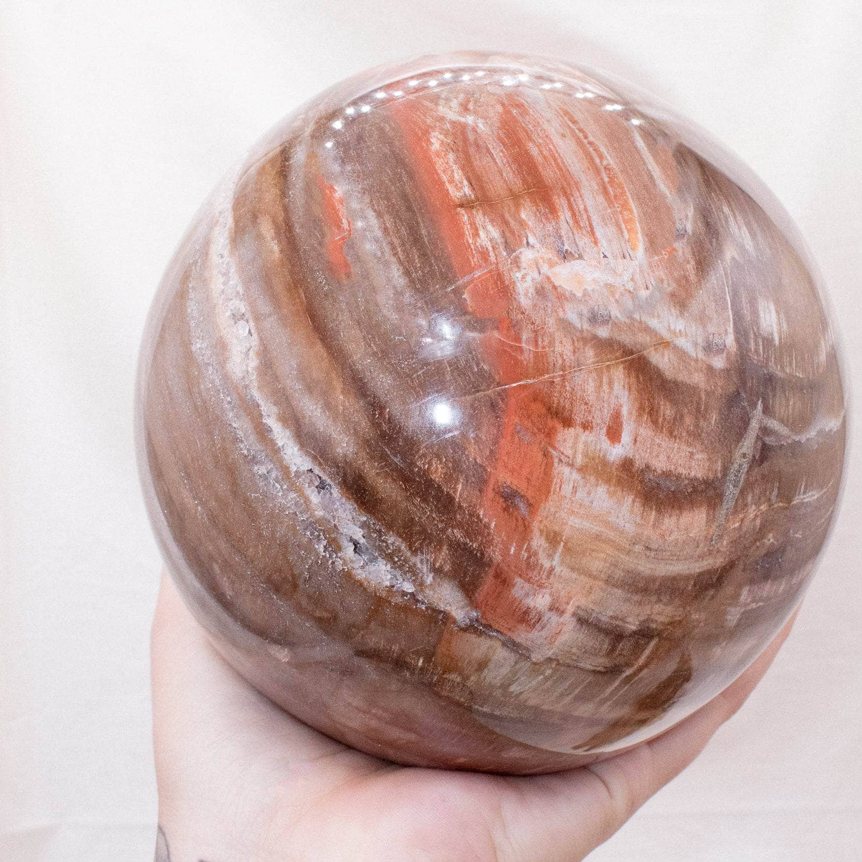Petrified Wood Sphere - AAA Premium Quality、mySite、hinf8tx79