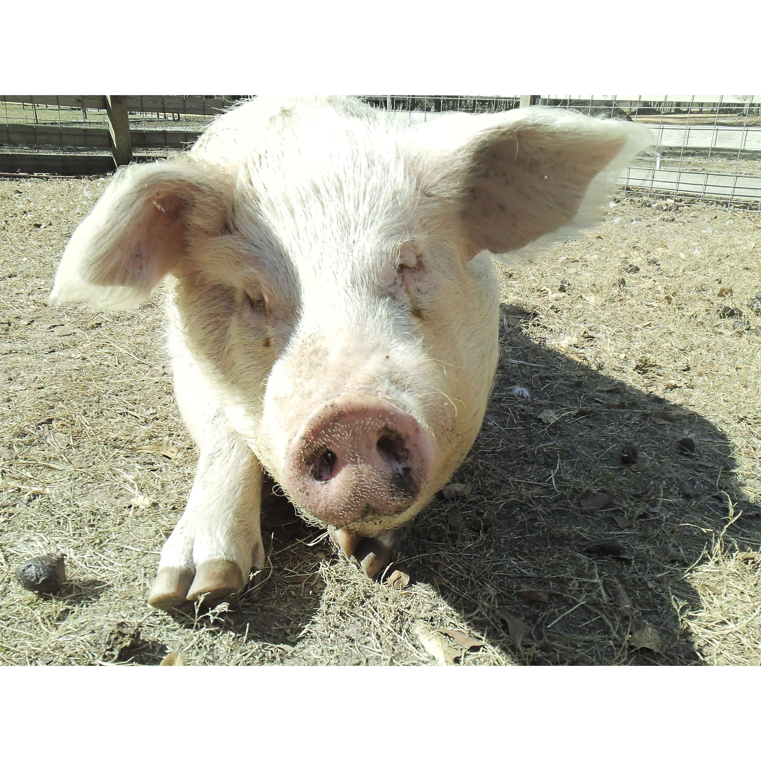 Plush Pig STELLA Rooterville Animal Sanctuary's Inspiration、mySite、g9winljtr