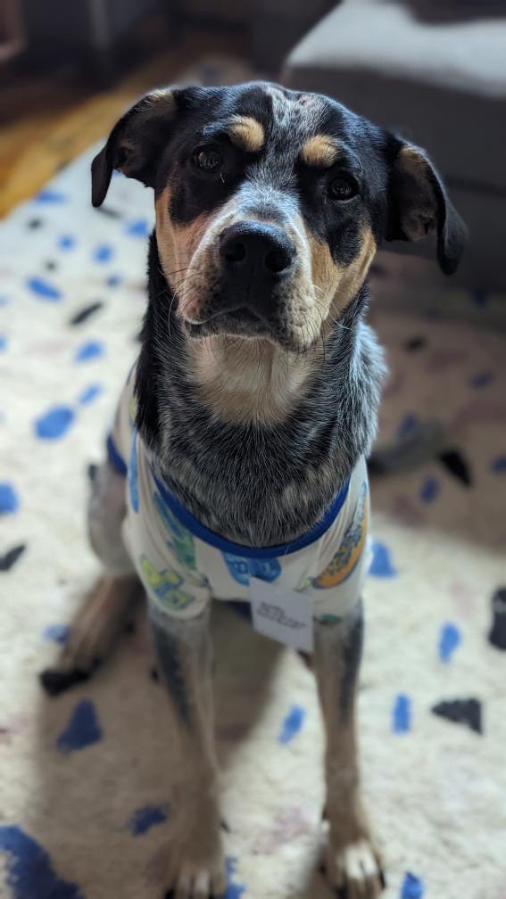 Hanukkah Light and Latkes Dog Pajamas - (Sizes S - XXL)、mySite、topwebapps