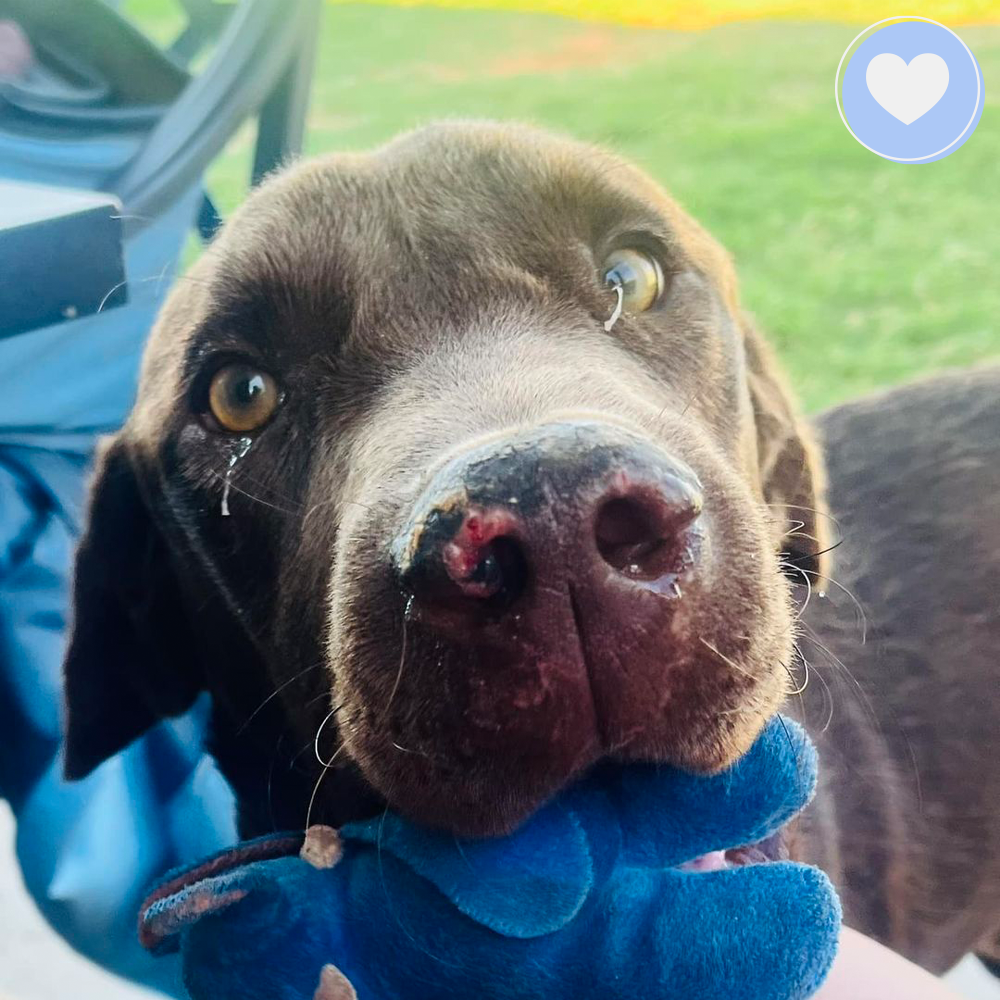 Funded: Help Novak Heal From His Wounds、mySite、camillekostekn