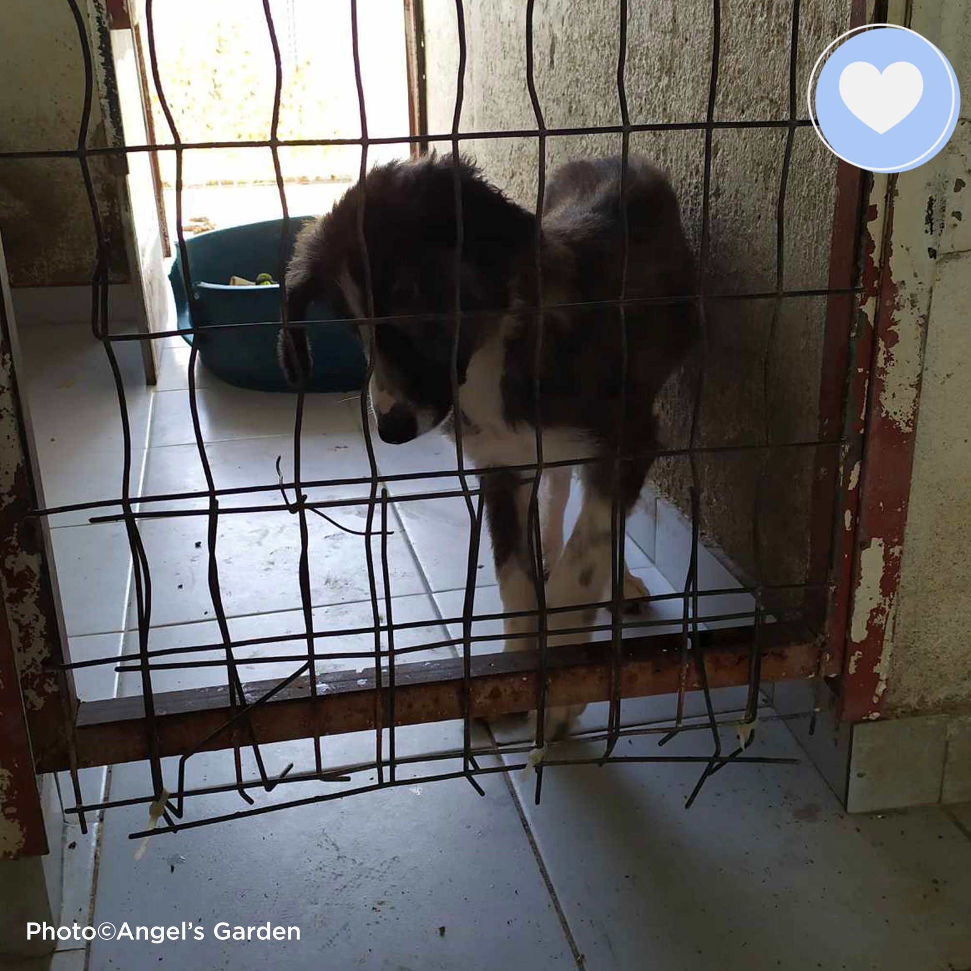 Funded: Helios Needs You to Beat Malnourishment and Neglect、mySite、camillekostekn