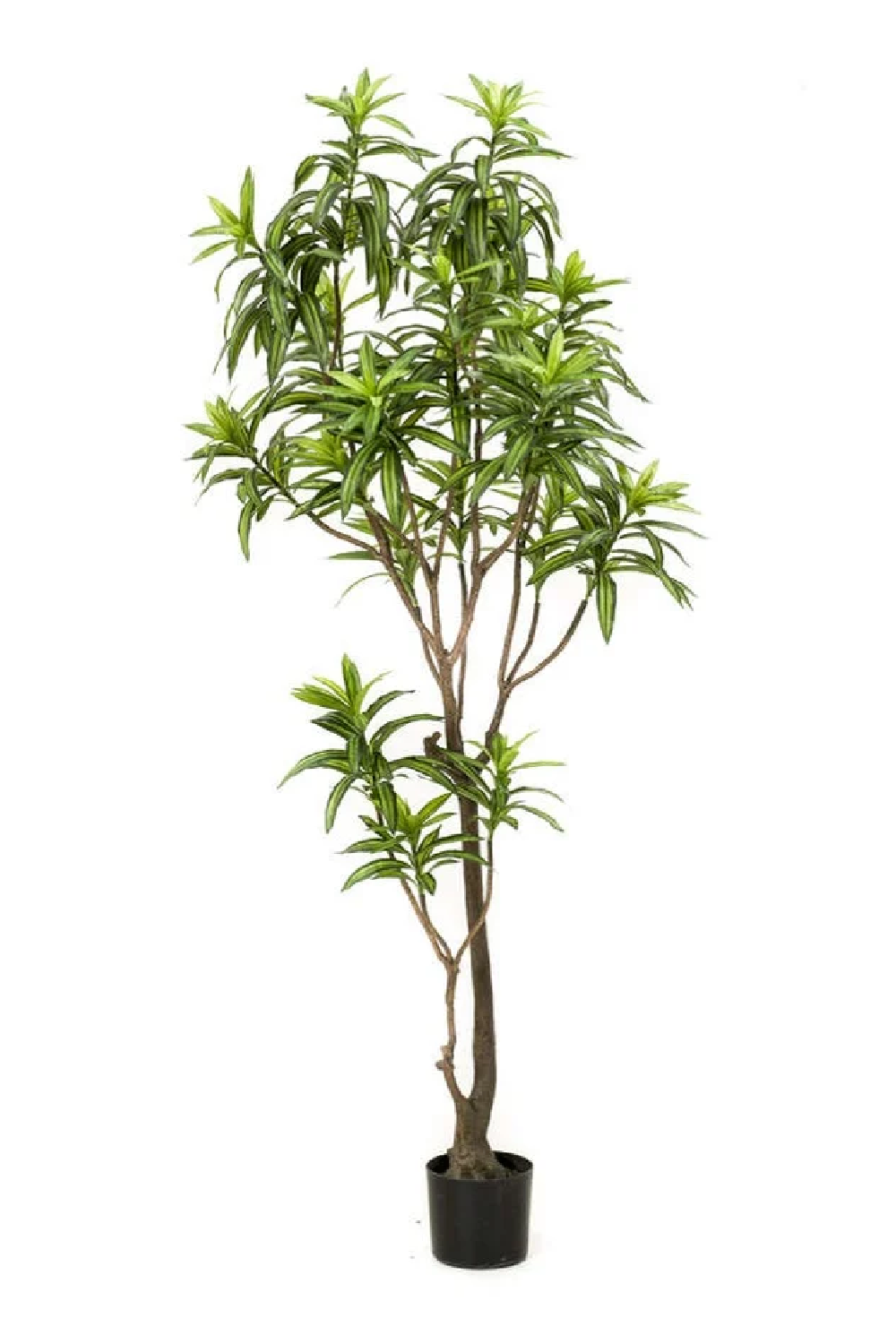 Artificial Potted Green Foliage Set (2) | Emerald Dracaena、mySite、neckold