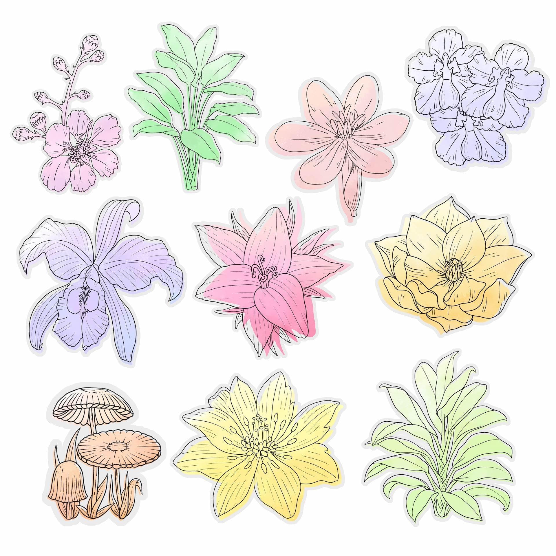  Botanical Watercolor Stickers 10 Pack、mySite、elrpsem3k