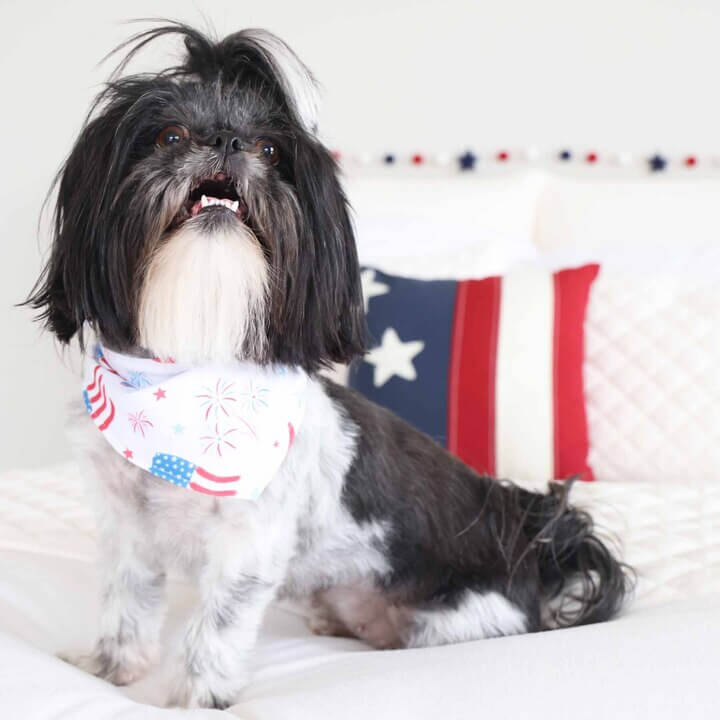  Fireworks & Freedom Personalized Pet Bandana、mySite、layawaytickets