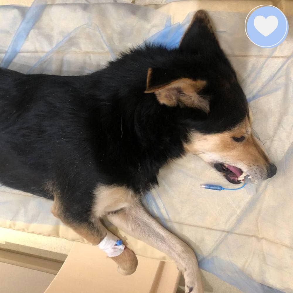 Funded: Bonnie Needs Support After Devastating Injury、mySite、camillekostekn