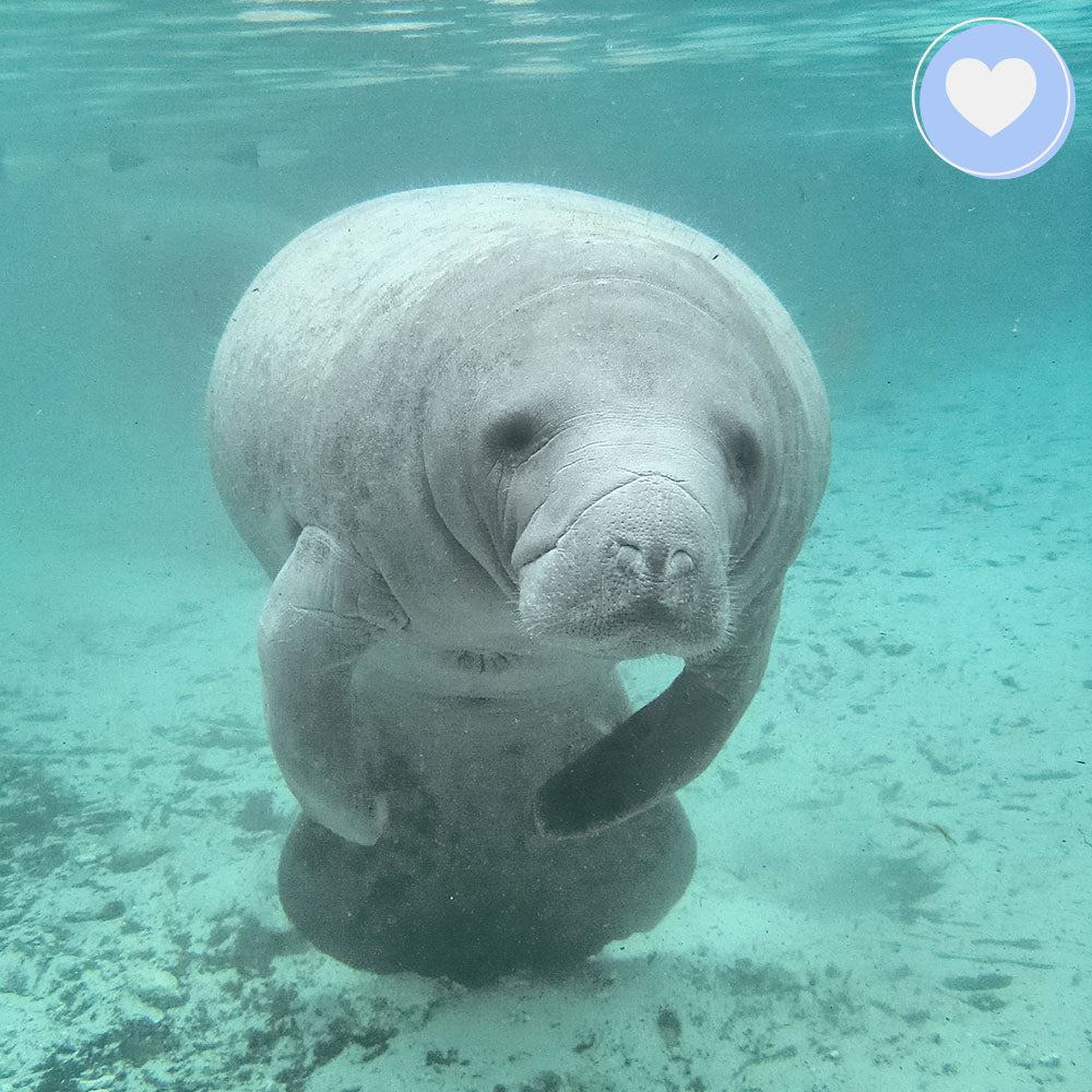 Giving Tuesday: Act Now Before Critically Endangered Species Disappear、mySite、camillekostekn