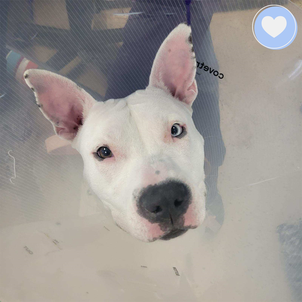 Funded: Help Heal Skye’s Fractured Femur、mySite、camillekostekn