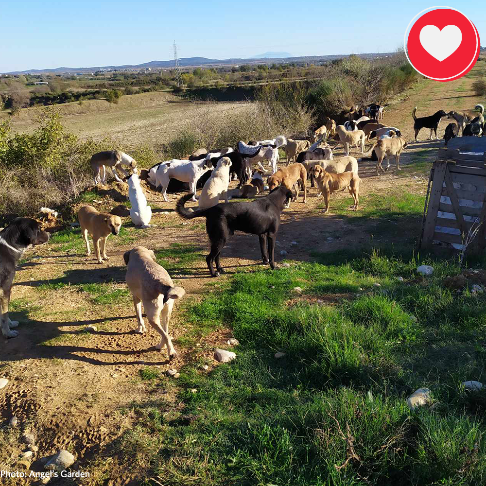 Help Spay/Neuter & Give Critical Medical Care To Dogs Living At Dump、mySite、camillekostekn