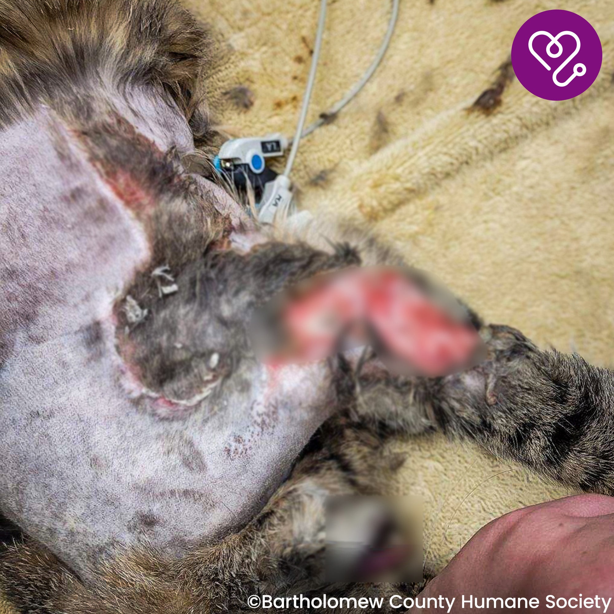 Funded: Mavis was Attacked and Needs Help to Heal、mySite、camillekostekn