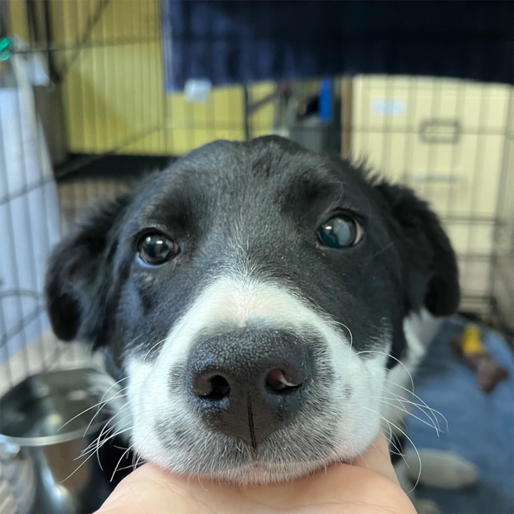 Funded: Help Bean Get Back on Her Feet、mySite、camillekostekn