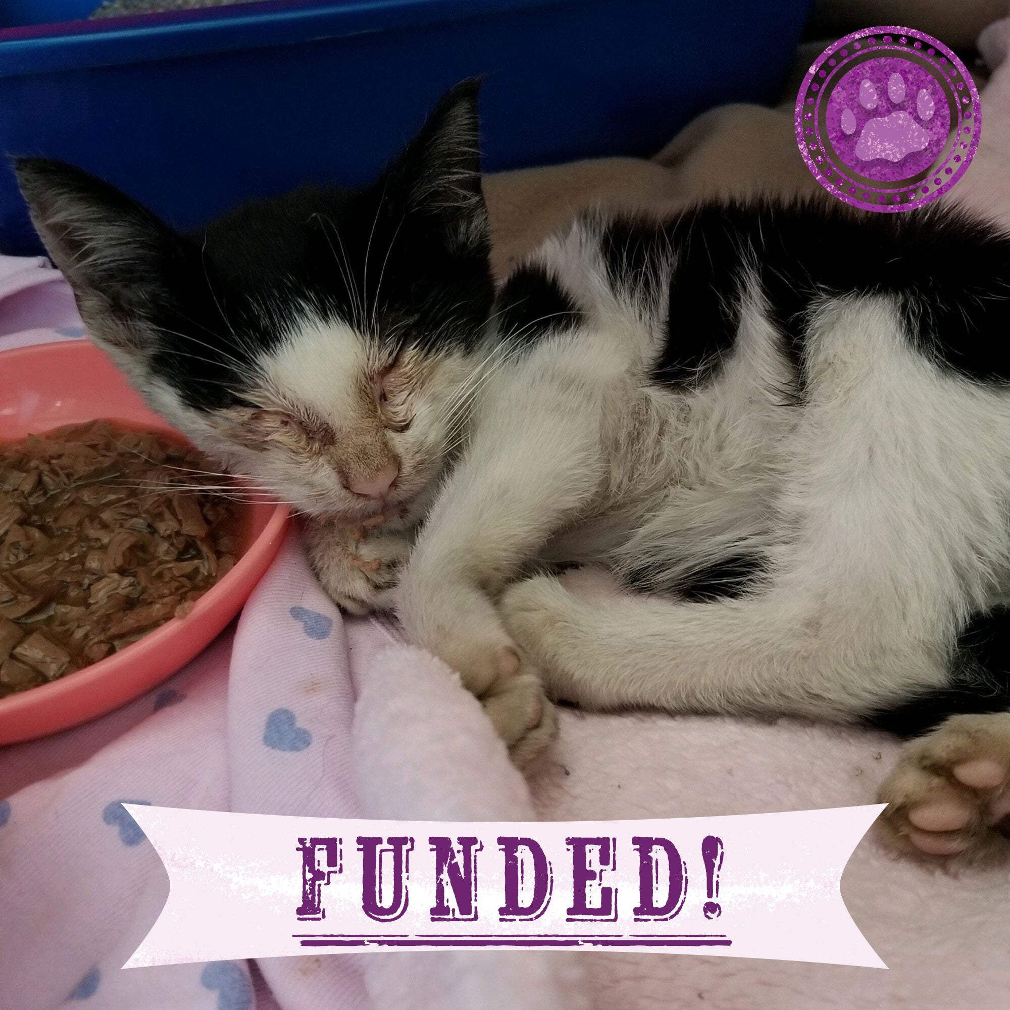 Funded - Support Domino After Traumatic Injury、mySite、camillekostekn