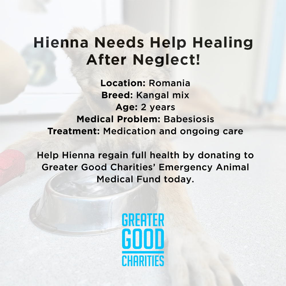 Funded: Hienna Needs Help Healing After Neglect、mySite、camillekostekn