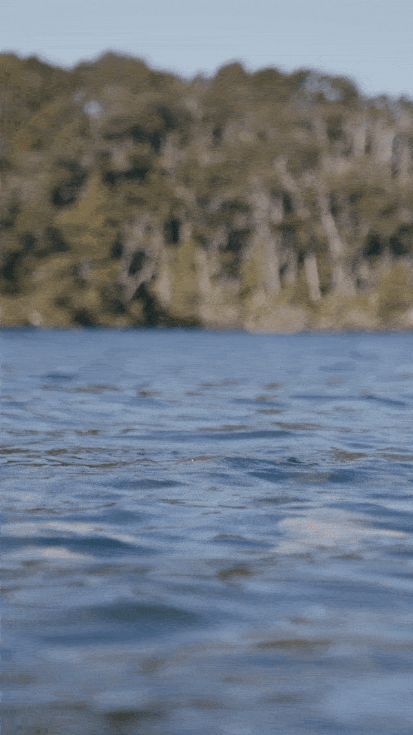 Yellowstone Cutthroat Native Trout Hat、mySite、solidvoid