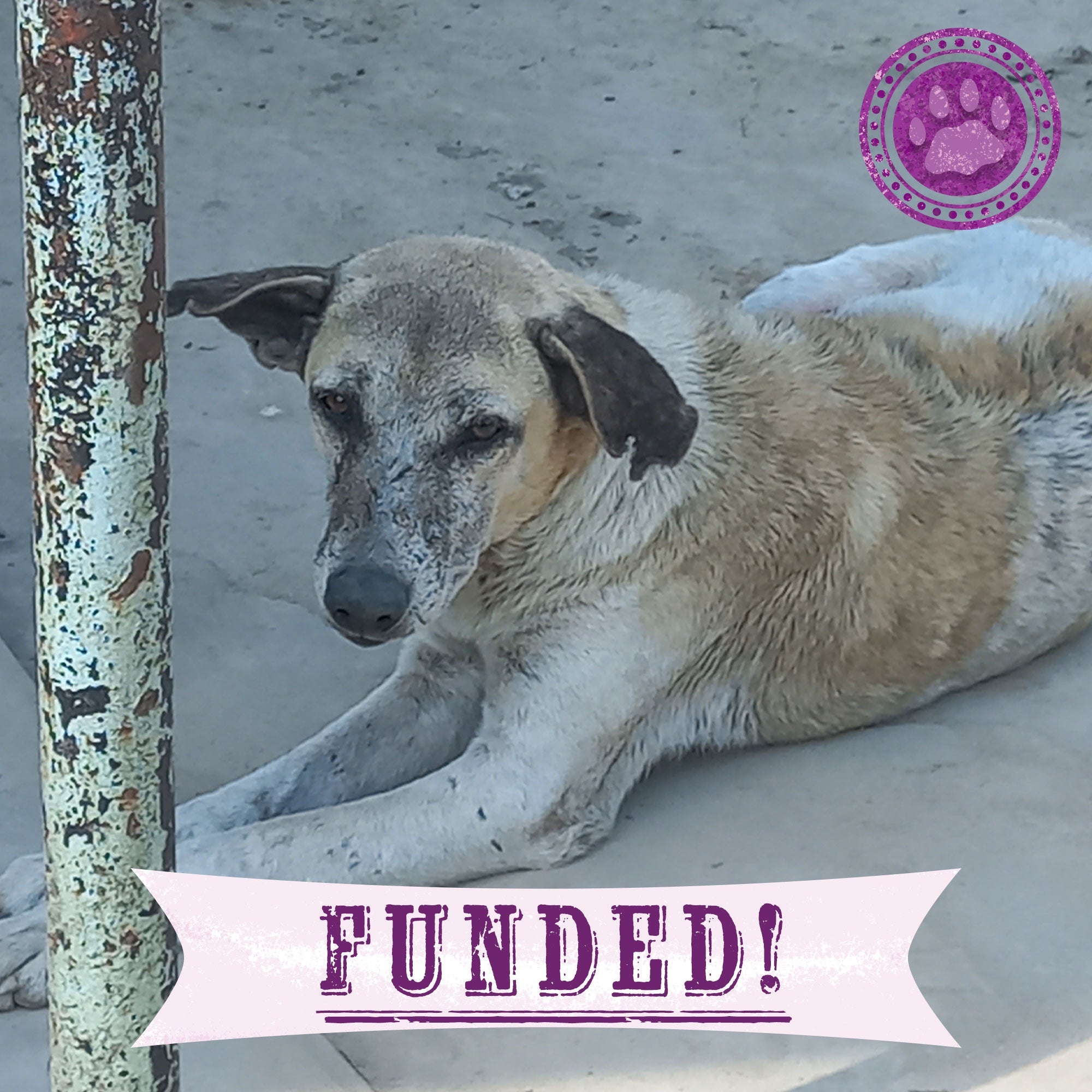 Funded - Save Mosi's Skin From Mange、mySite、camillekostekn