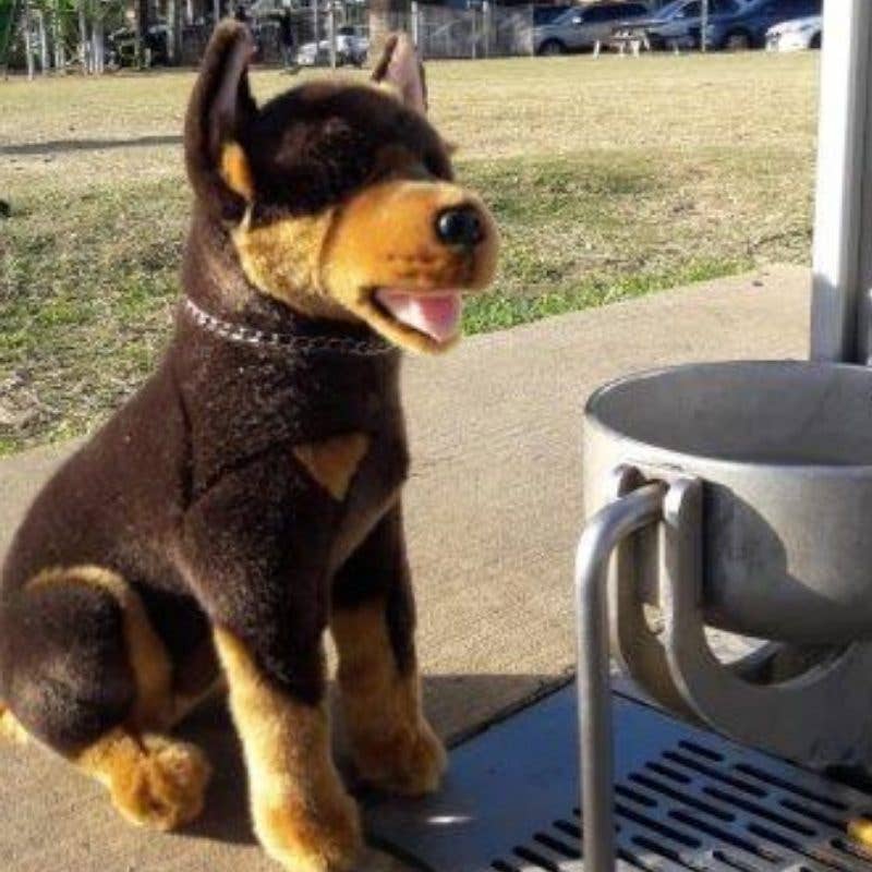 Realistic Stuffed Red and Tan Australian Kelpie Size 28cm/11、mySite、g9winljtr