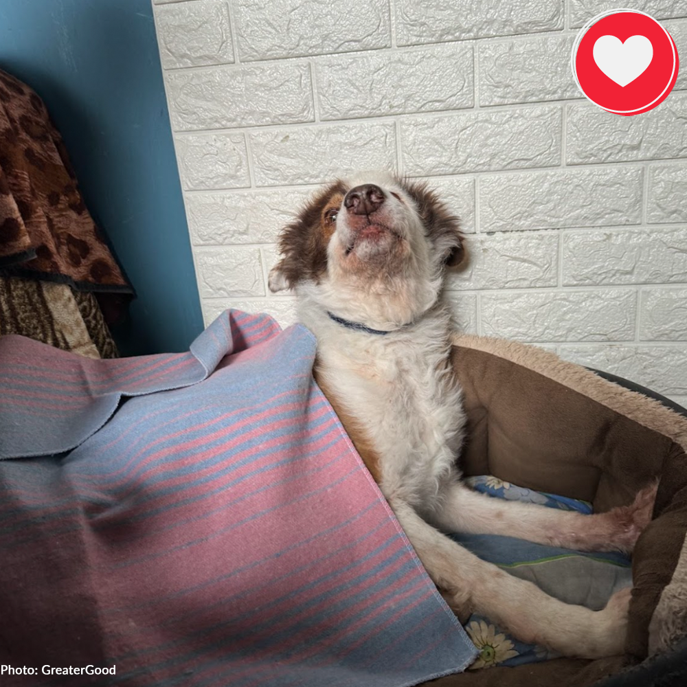 Funded: Help Boy With Two Broken Front Legs Heal、mySite、camillekostekn