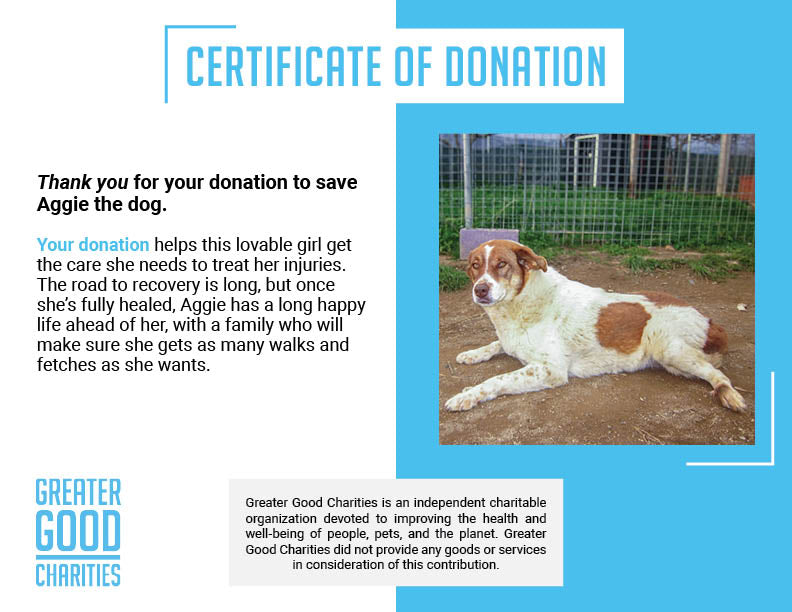 Funded: Help Aggie Walk Again After Spine Paralysis、mySite、camillekostekn