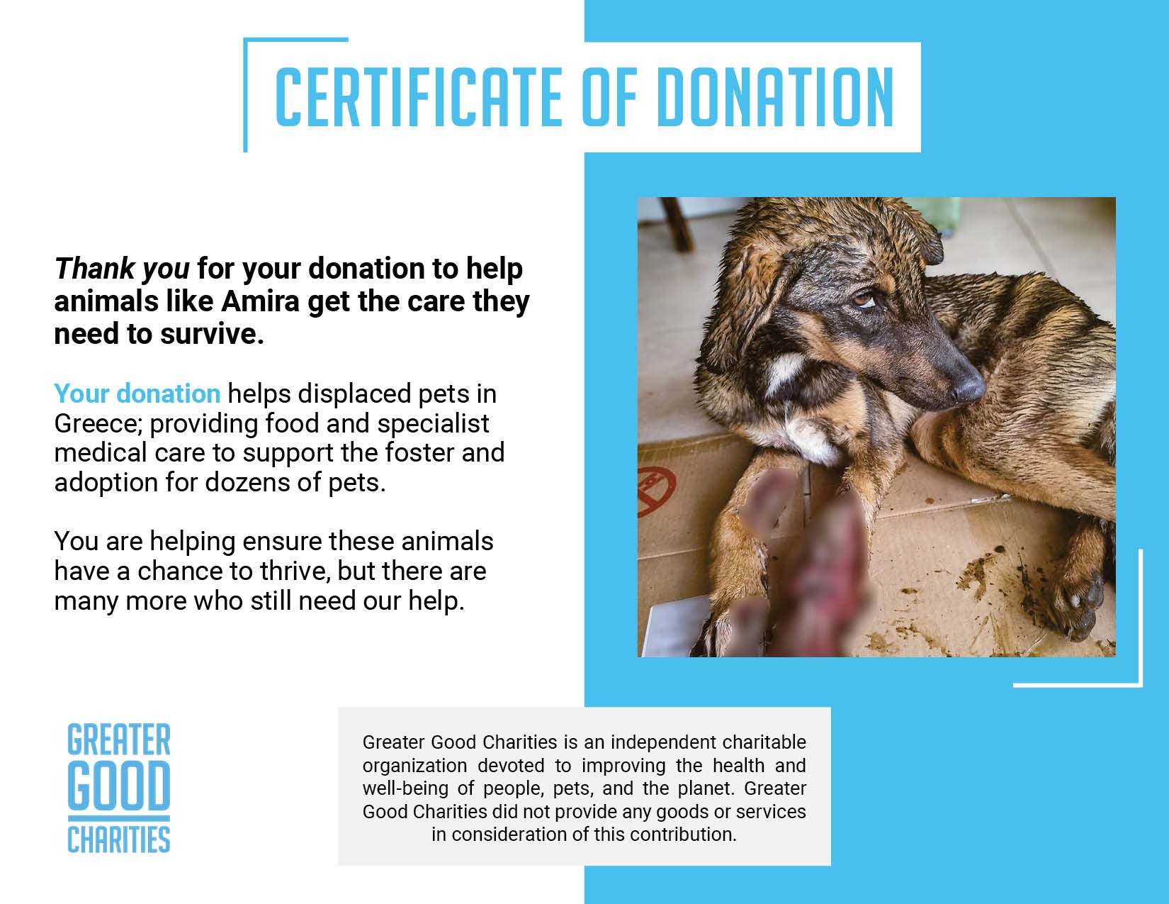 Funded: Help Severely Injured Dog With Rotting Wounds Keep Her Legs、mySite、camillekostekn