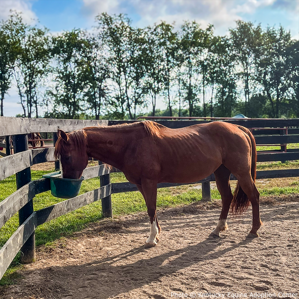 Support Annie as She Recovers From Malnourishment、mySite、camillekostekn