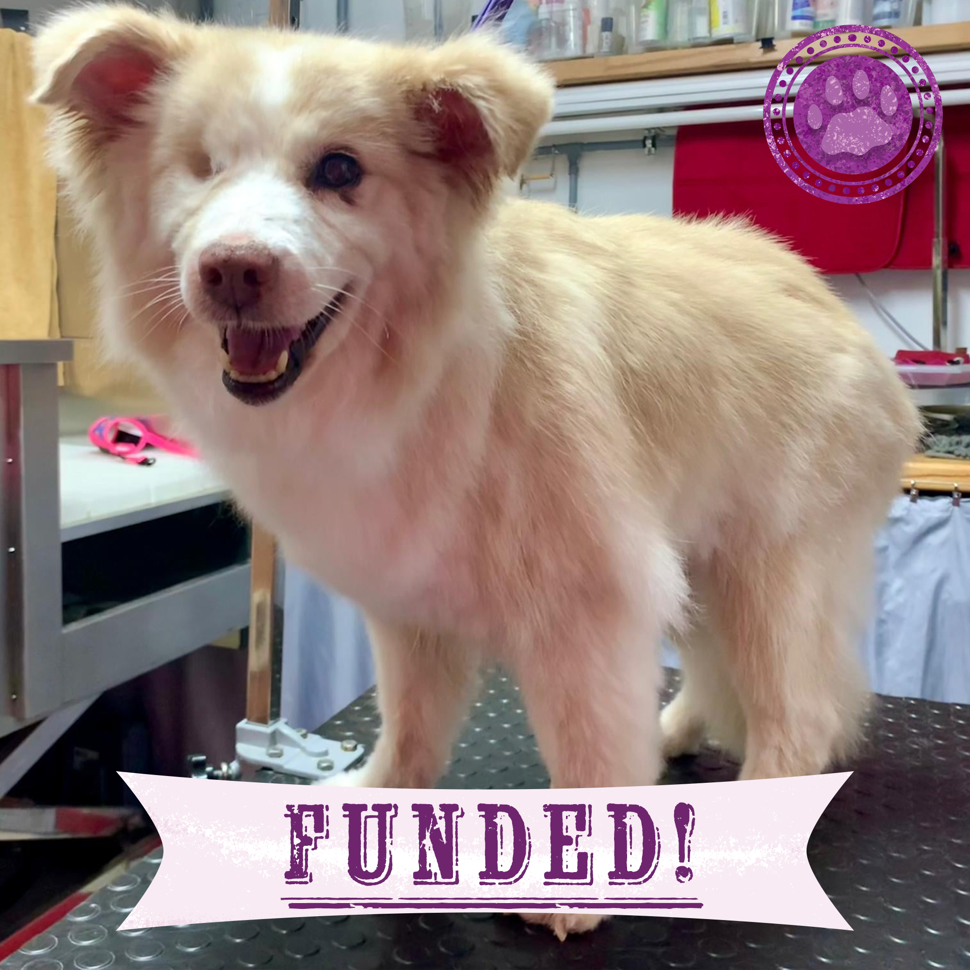 Funded: Malnourished Dog Missing Eye Found Near Death on Side of Road Needs Your Help、mySite、camillekostekn