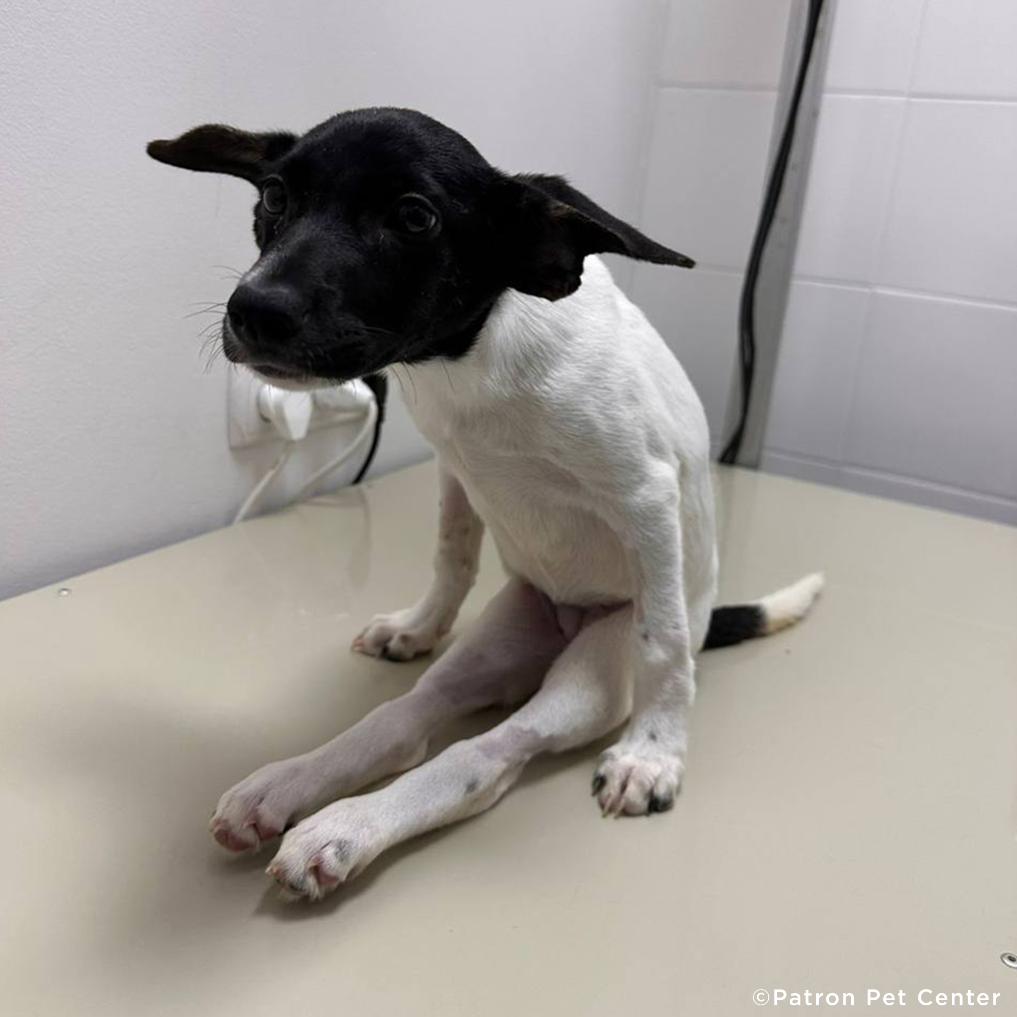 Funded: Help Abandoned Puppy In War Zone Walk Again、mySite、camillekostekn