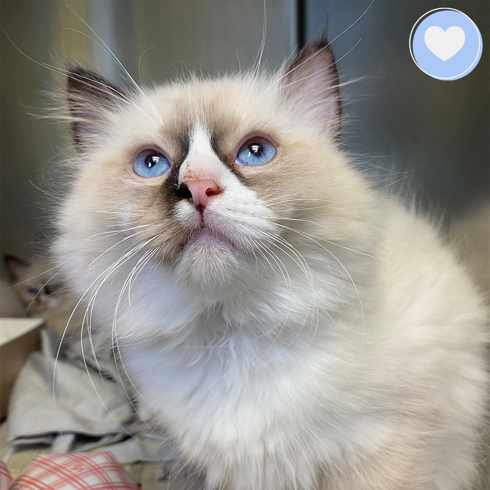 Funded: 100 Neglected Cats & Kittens Need Help Immediately、mySite、camillekostekn