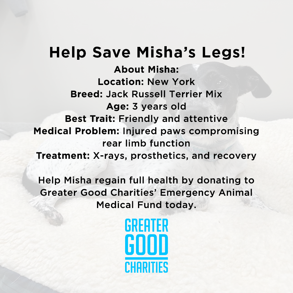 Funded - Help Save Misha's Legs、mySite、camillekostekn