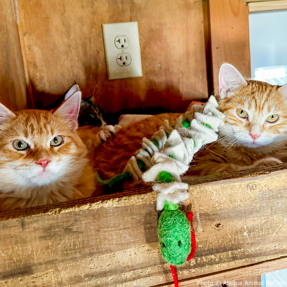 Send a Care Package to a Shelter Pet this Holiday Season、mySite、camillekostekn